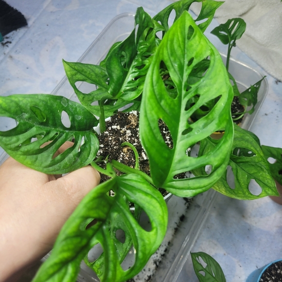 Live plant monstera swiss cheese full rooted - Picture 1 of 12